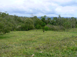 The lots are fine building sites surrounded and dotted by trees.